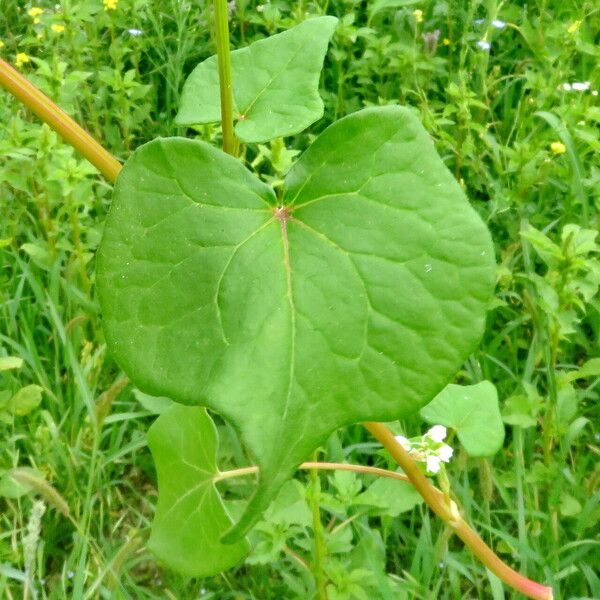 Fagopyrum esculentum List