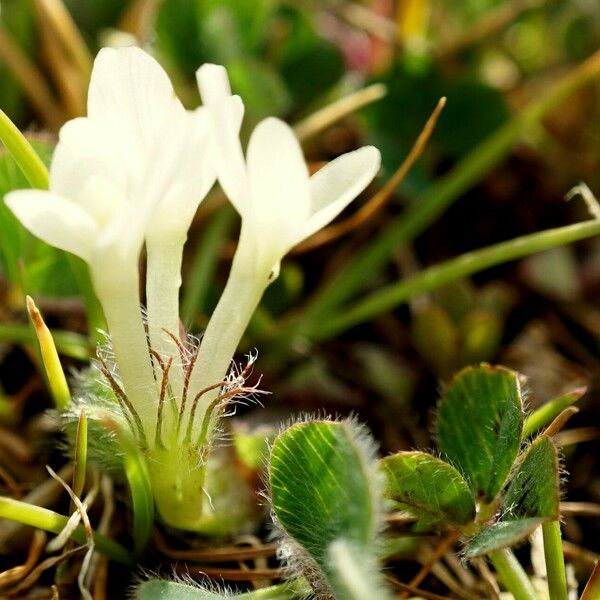 Trifolium subterraneum Květ