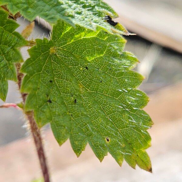 Urtica dioica Ліст