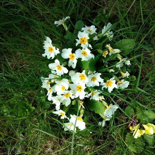 Primula vulgaris Цвят