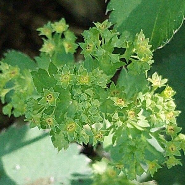 Alchemilla xanthochlora Flor