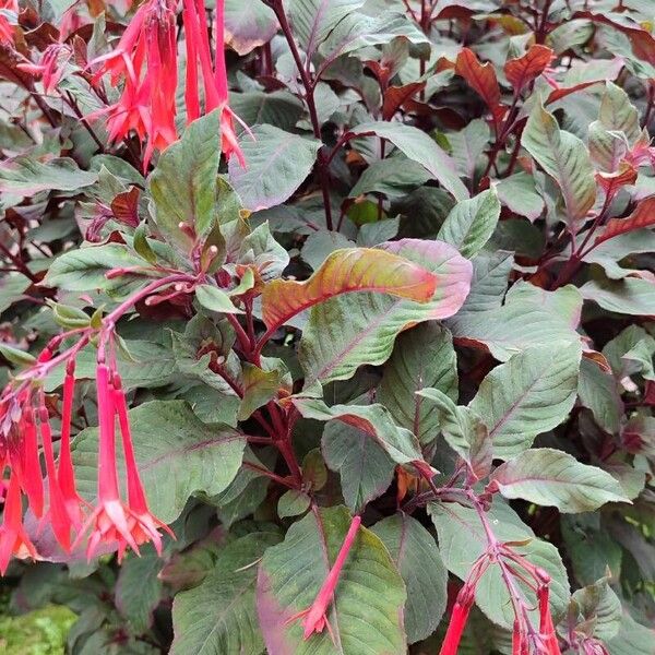 Fuchsia triphylla Blatt