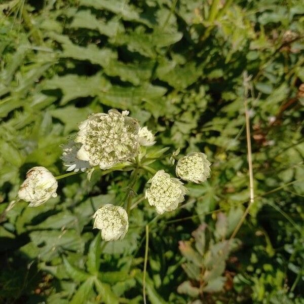 Astrantia major Blüte