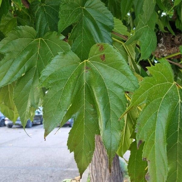 Morus alba Leaf