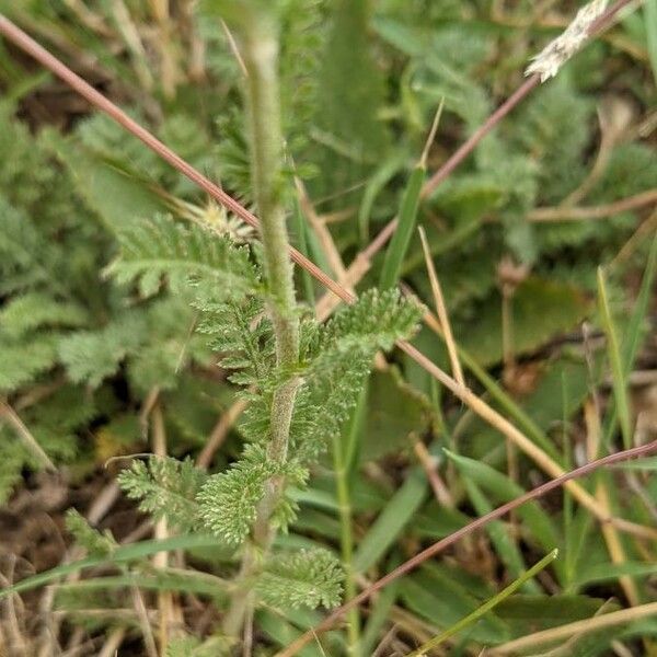 Achillea odorata Leaf