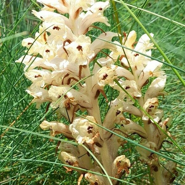 Orobanche caryophyllacea Flower