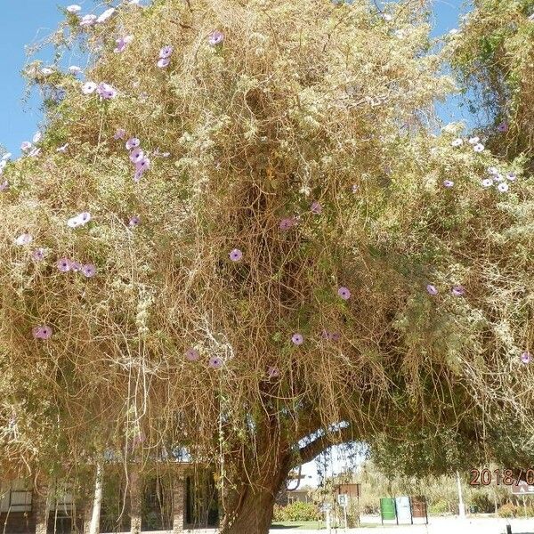 Ipomoea cairica Fiore