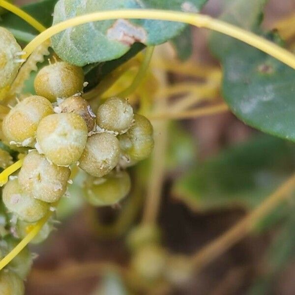 Cuscuta campestris Plod