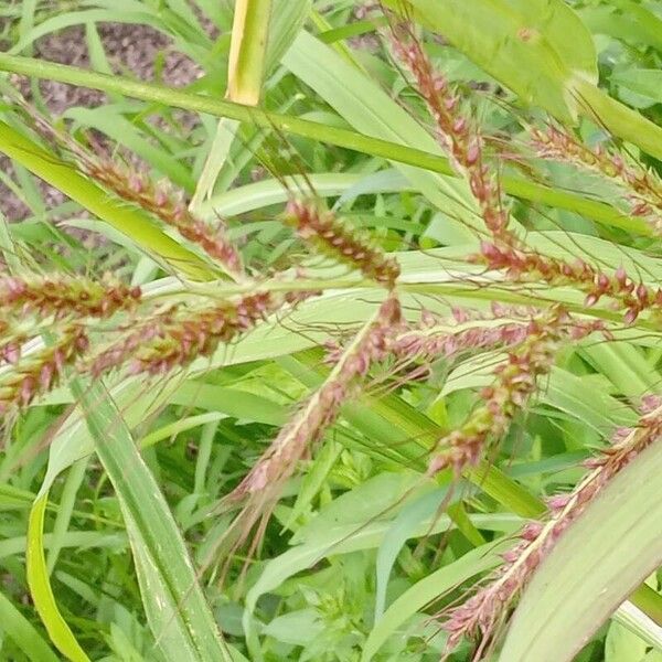 Echinochloa crus-galli 花