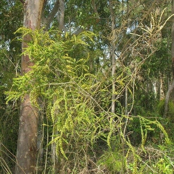 Acacia paradoxa Habitus