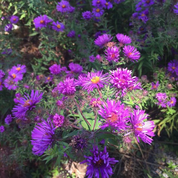 Symphyotrichum dumosum Flower