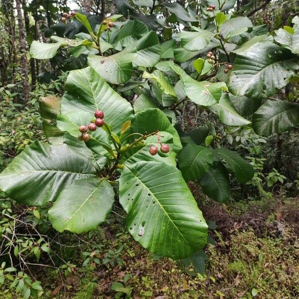 Dillenia suffruticosa ഫലം