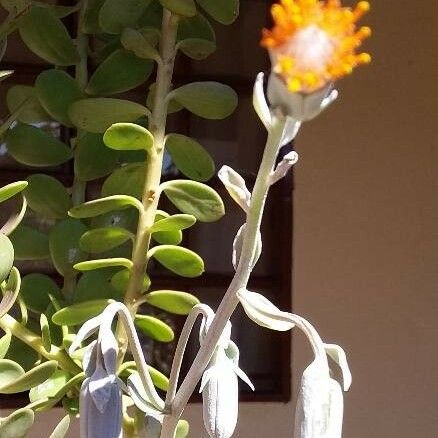 Kleinia petraea Flower
