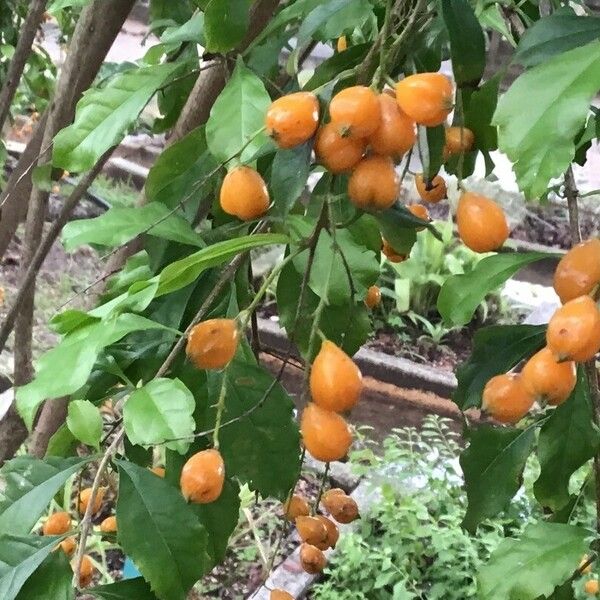 Duranta erecta Frutto