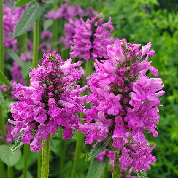 Stachys officinalis Blüte