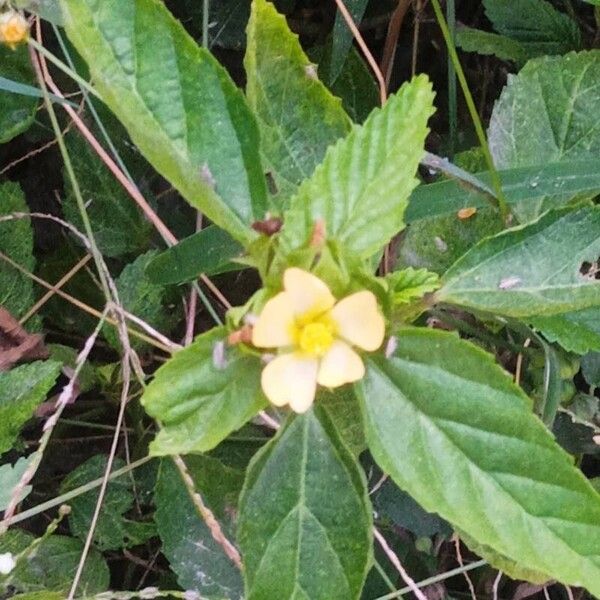 Malvastrum coromandelianum Flower