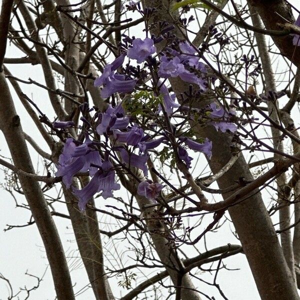 Jacaranda mimosifolia Цветок