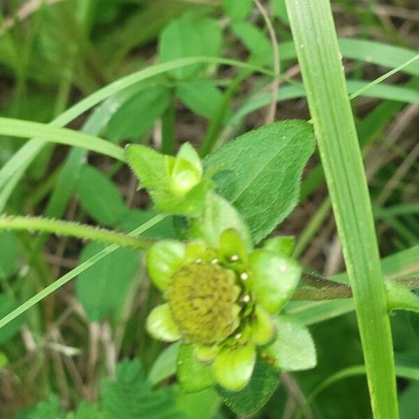 Silphium asteriscus Bloem