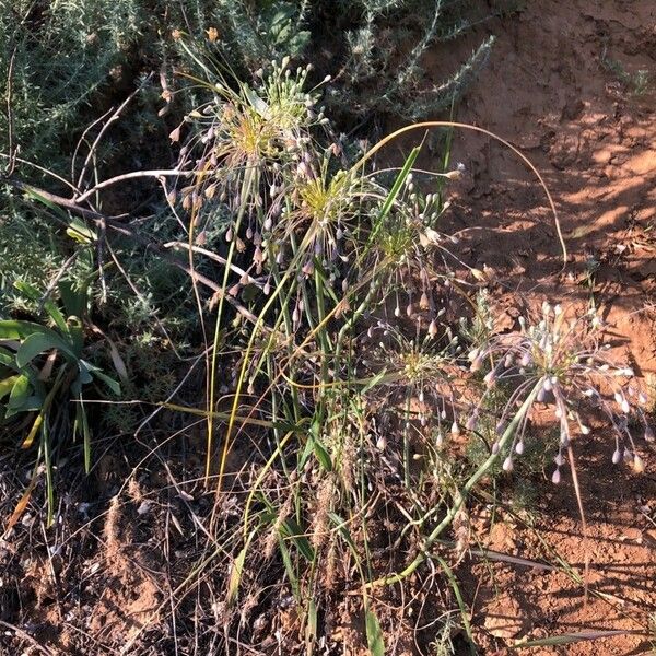 Allium paniculatum 花