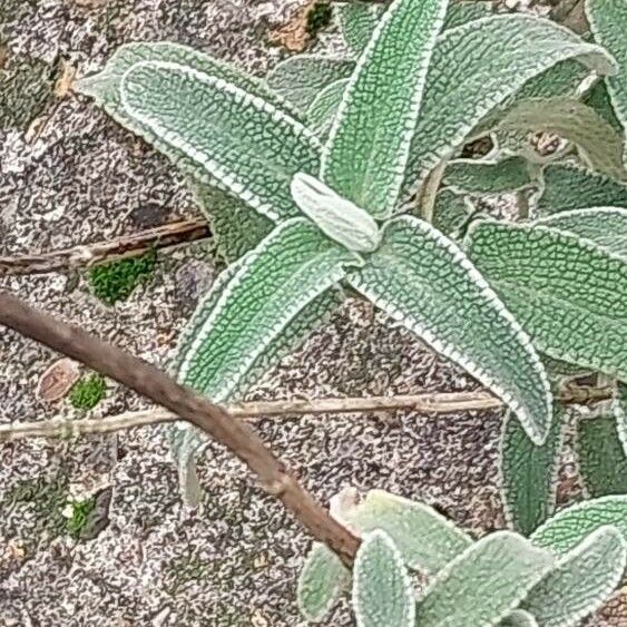 Phlomis purpurea Лист