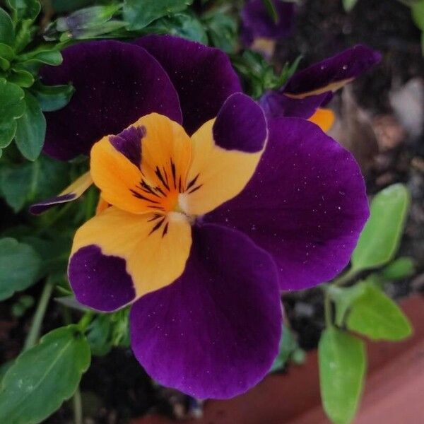 Viola cornuta Flower