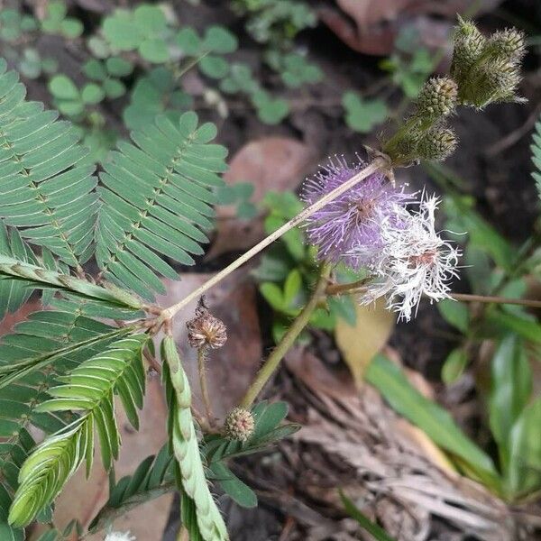 Mimosa pudica Kvet