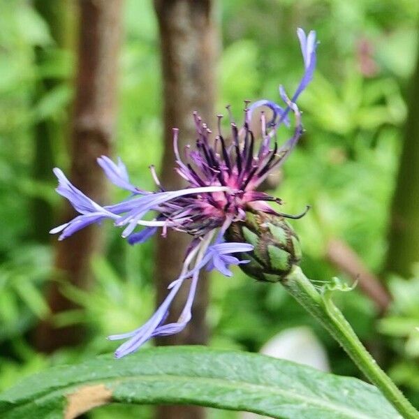 Centaurea montana Flor