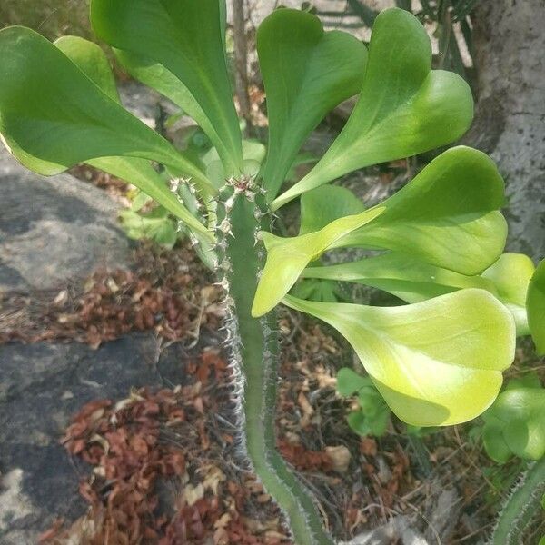 Euphorbia desmondii Кара