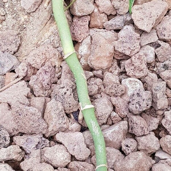 Monstera adansonii Bark