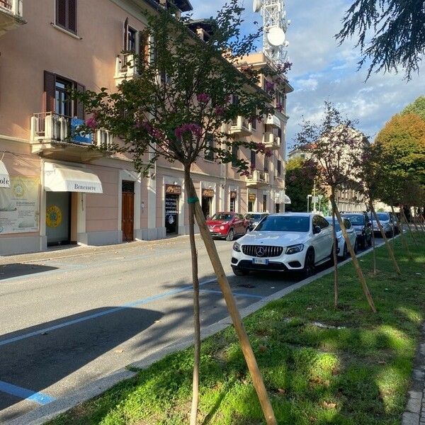 Lagerstroemia speciosa ᱛᱟᱦᱮᱸ