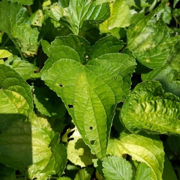 Viola striata Leaf