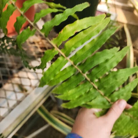 Nephrolepis biserrata Leaf