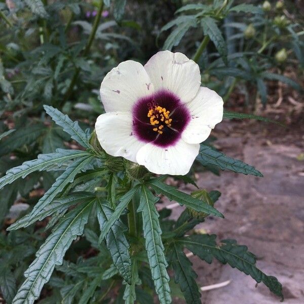 Hibiscus cannabinus Žiedas