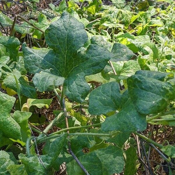 Bryonia cretica Leaf