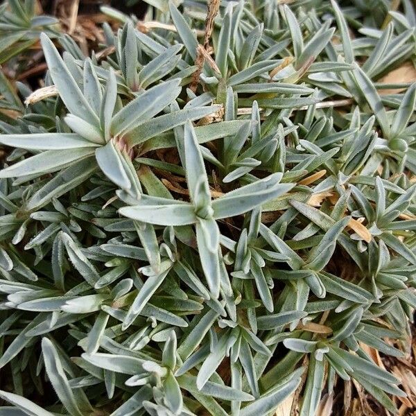 Dianthus gratianopolitanus Blatt