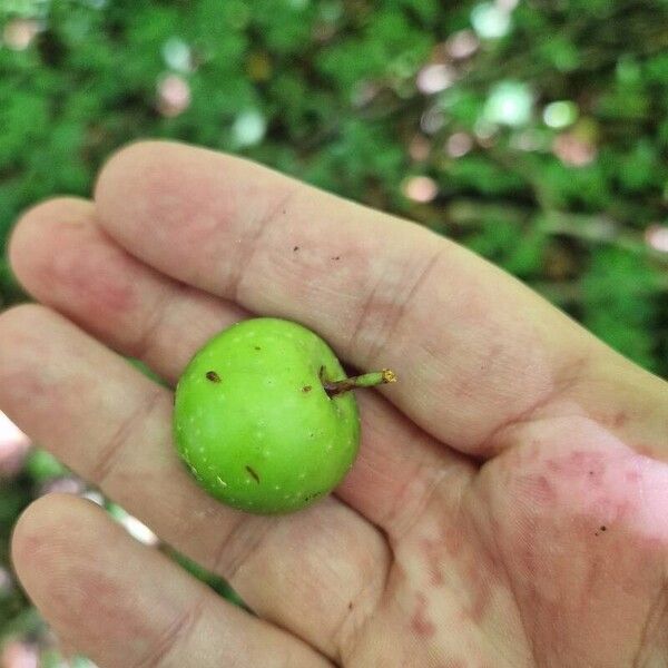 Malus sylvestris Frutto