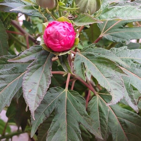 Hibiscus sabdariffa Blatt