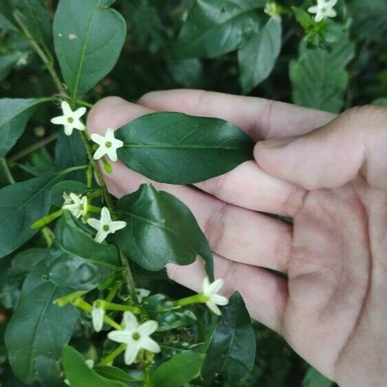 Cestrum nocturnum 叶