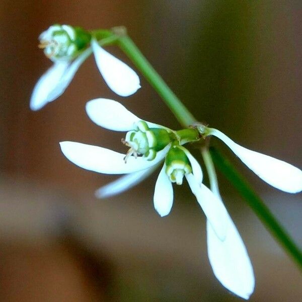 Euphorbia hypericifolia Žiedas