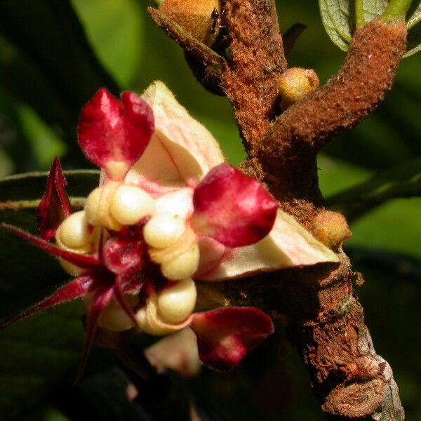 Theobroma grandiflorum Flor