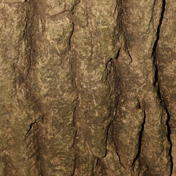 Gyrocarpus jatrophifolius 樹皮