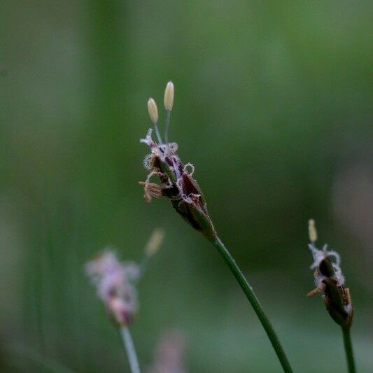 Eleocharis acicularis Blüte