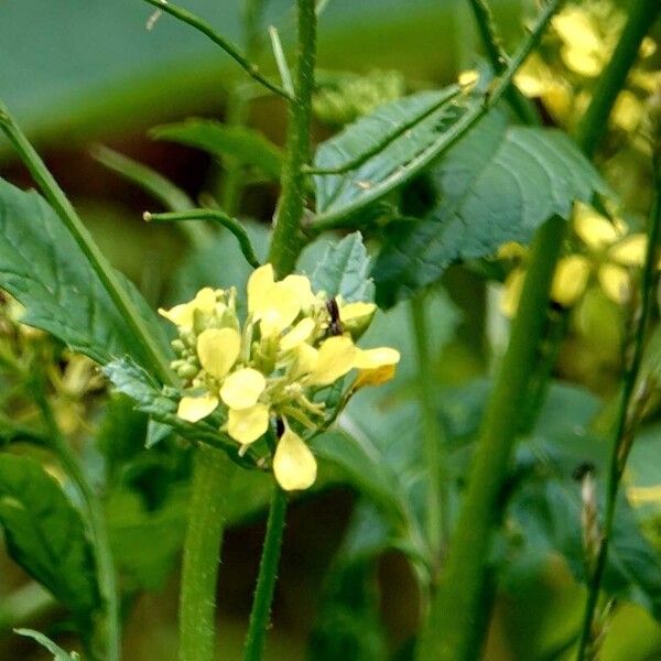 Rhamphospermum nigrum Folha