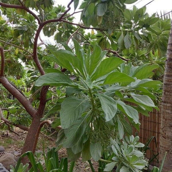 Scaevola taccada 葉