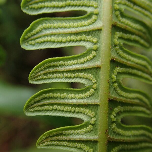 Thelypteris interrupta Leaf