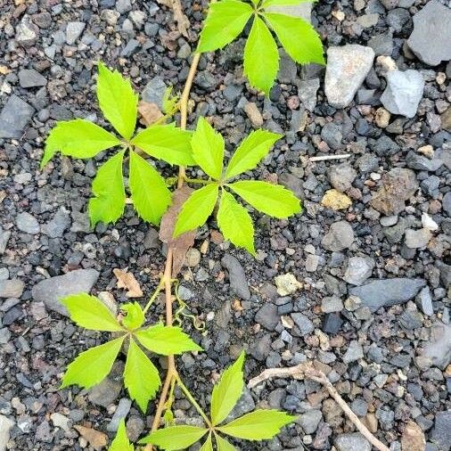 Parthenocissus quinquefolia Fuelha