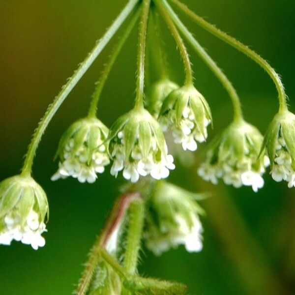 Chaerophyllum temulum Flower