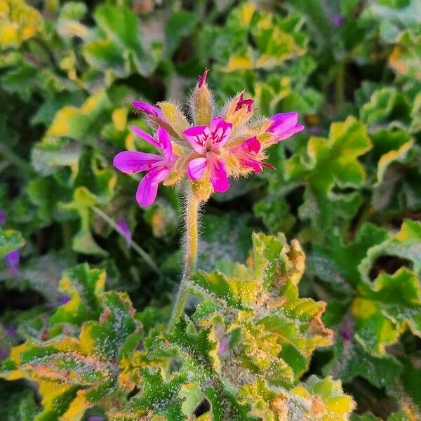 Pelargonium capitatum 花