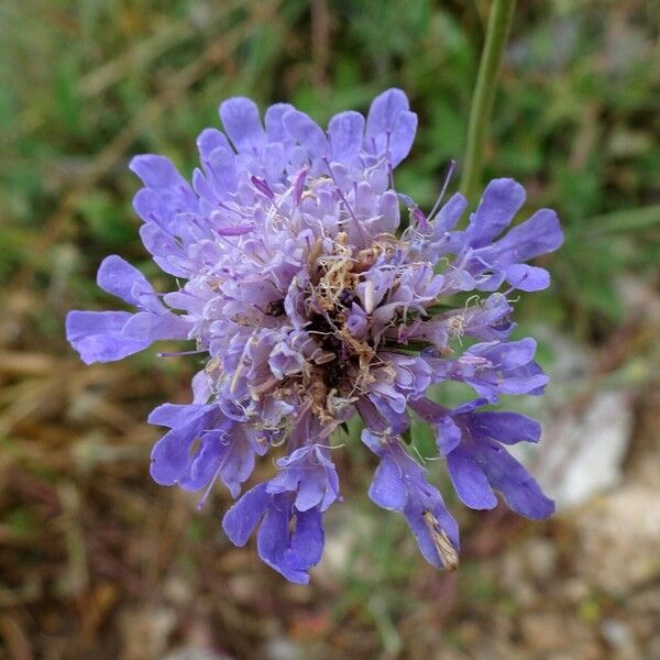 Scabiosa cinerea Flor