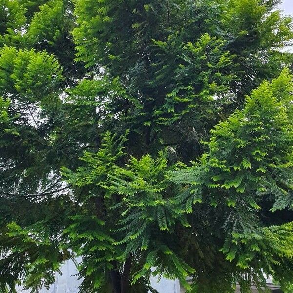 Phyllanthus acidus Yaprak